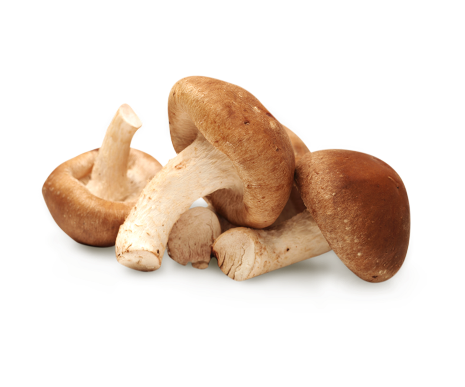 Certified Organic Shiitake Products Organic Mushrooms Canada
