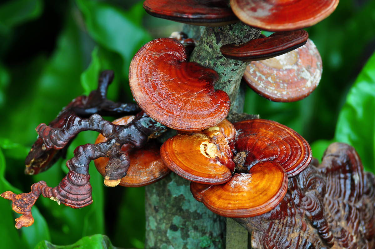 Recommended Dosage for Supplementary Mushrooms