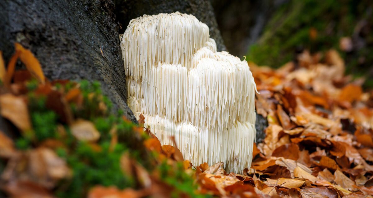 Biohacking Supplements: The Secret Power of Functional Mushrooms