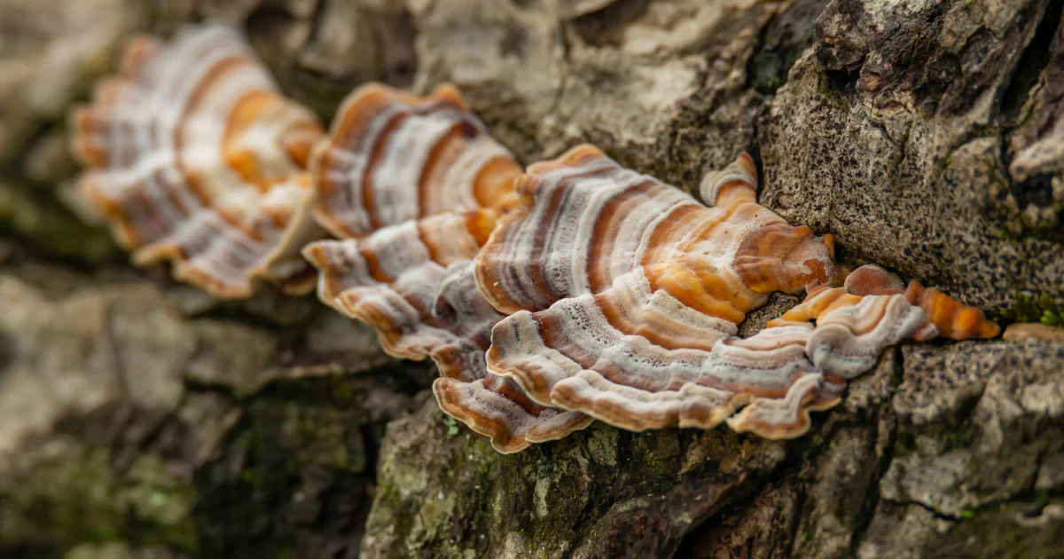 Why Buying Real Organic Mushrooms Matters