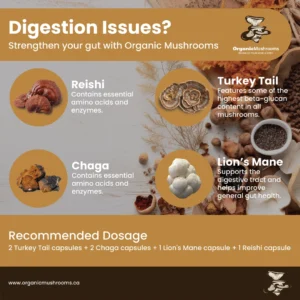 Digestion Aid Wellness Bundle