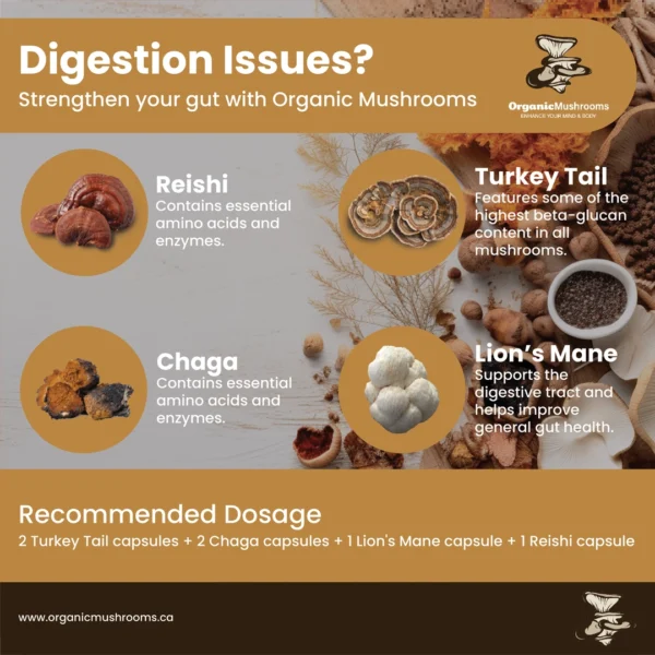 Digestion Aid Wellness Bundle