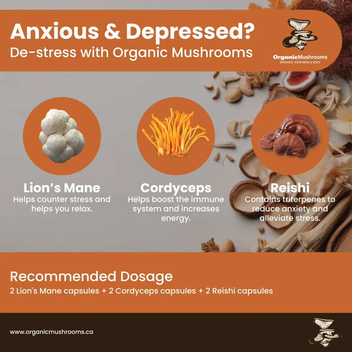 Anxiety Suppressing Mushrooms Bundle Organic Mushrooms