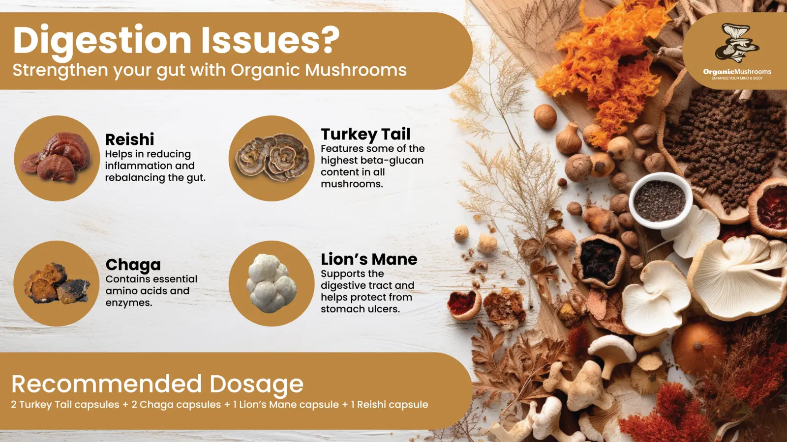 Digestion Aid Wellness Bundle Organic Mushrooms