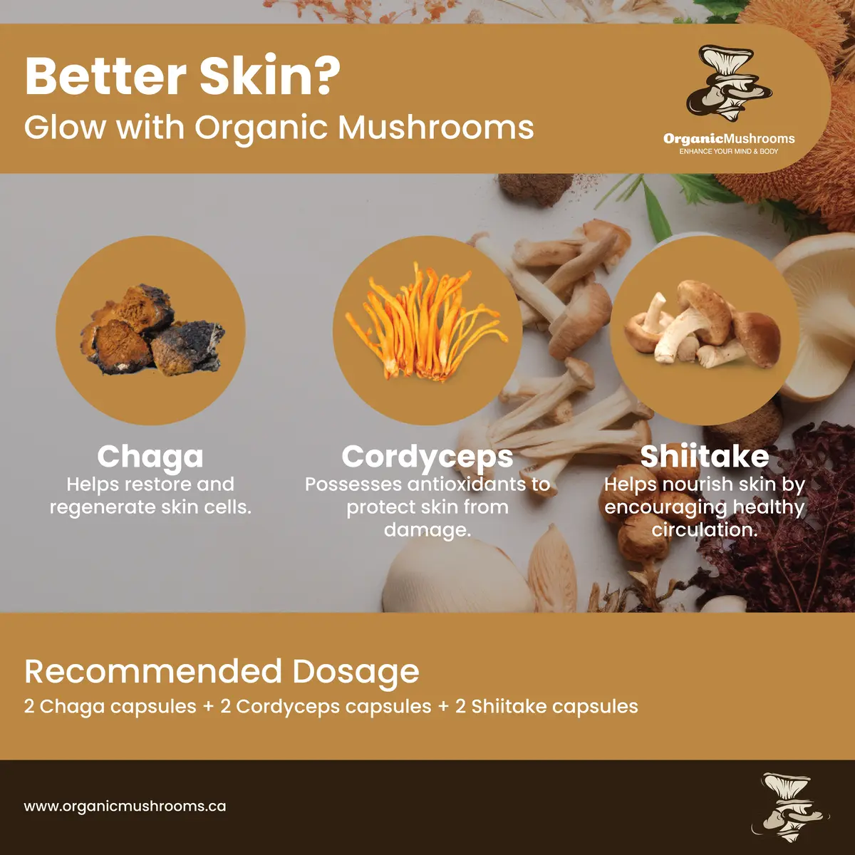 Skin Care Wellness Bundle | Organic Mushrooms