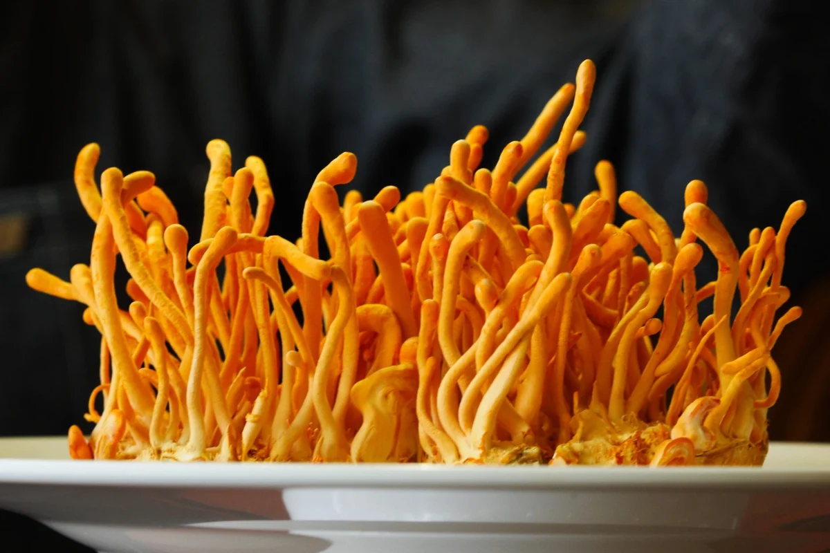 Can mushroom supplements help you get fit?