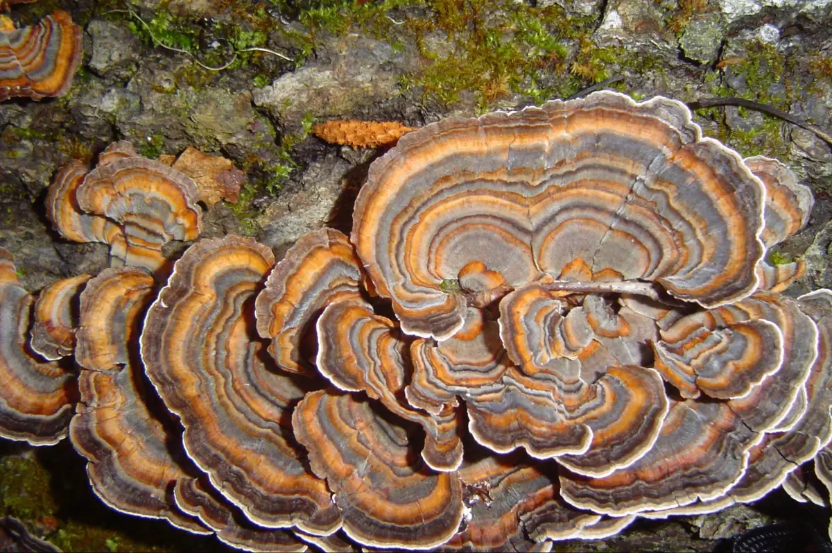 Identifying functional mushrooms in the wild