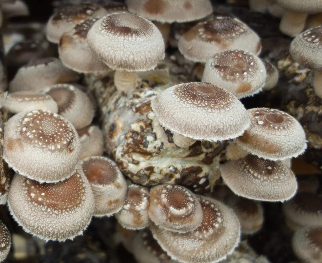 Extraction Of Bioactive Compounds | Organic Mushrooms