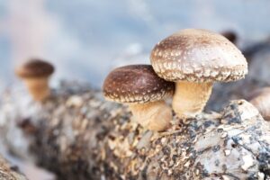 Origin of Shiitake Mushrooms