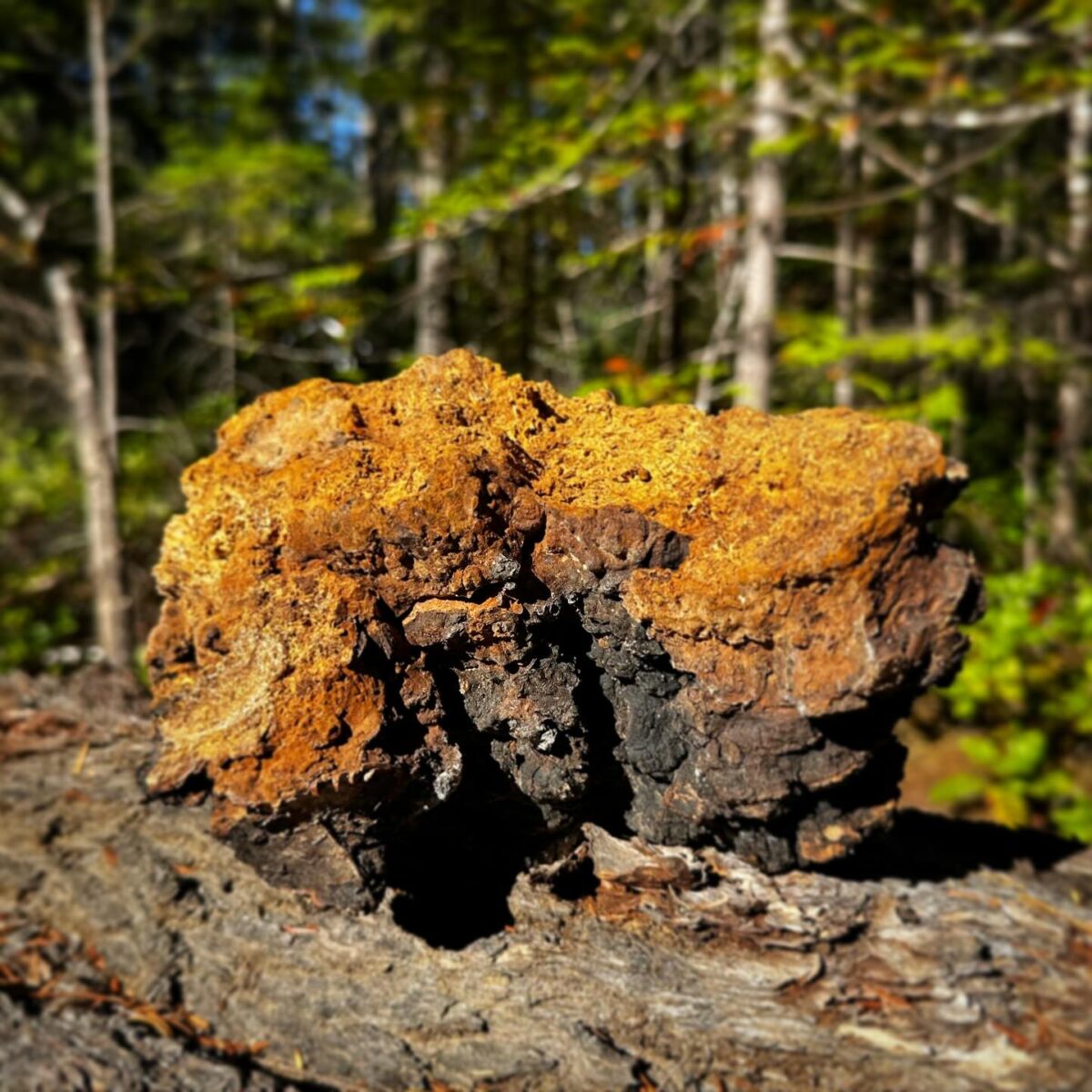 Why choose Canadian-grown mushrooms?