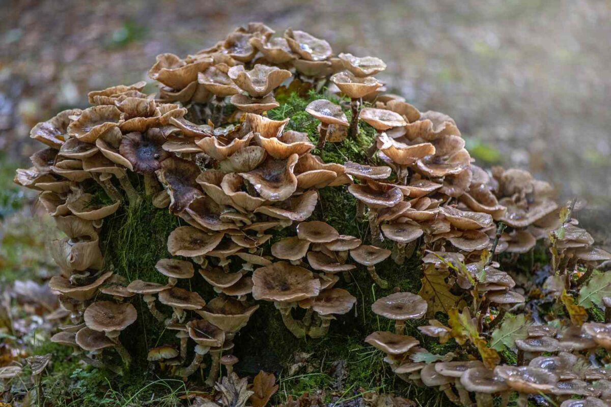 Origin of Maitake Mushrooms