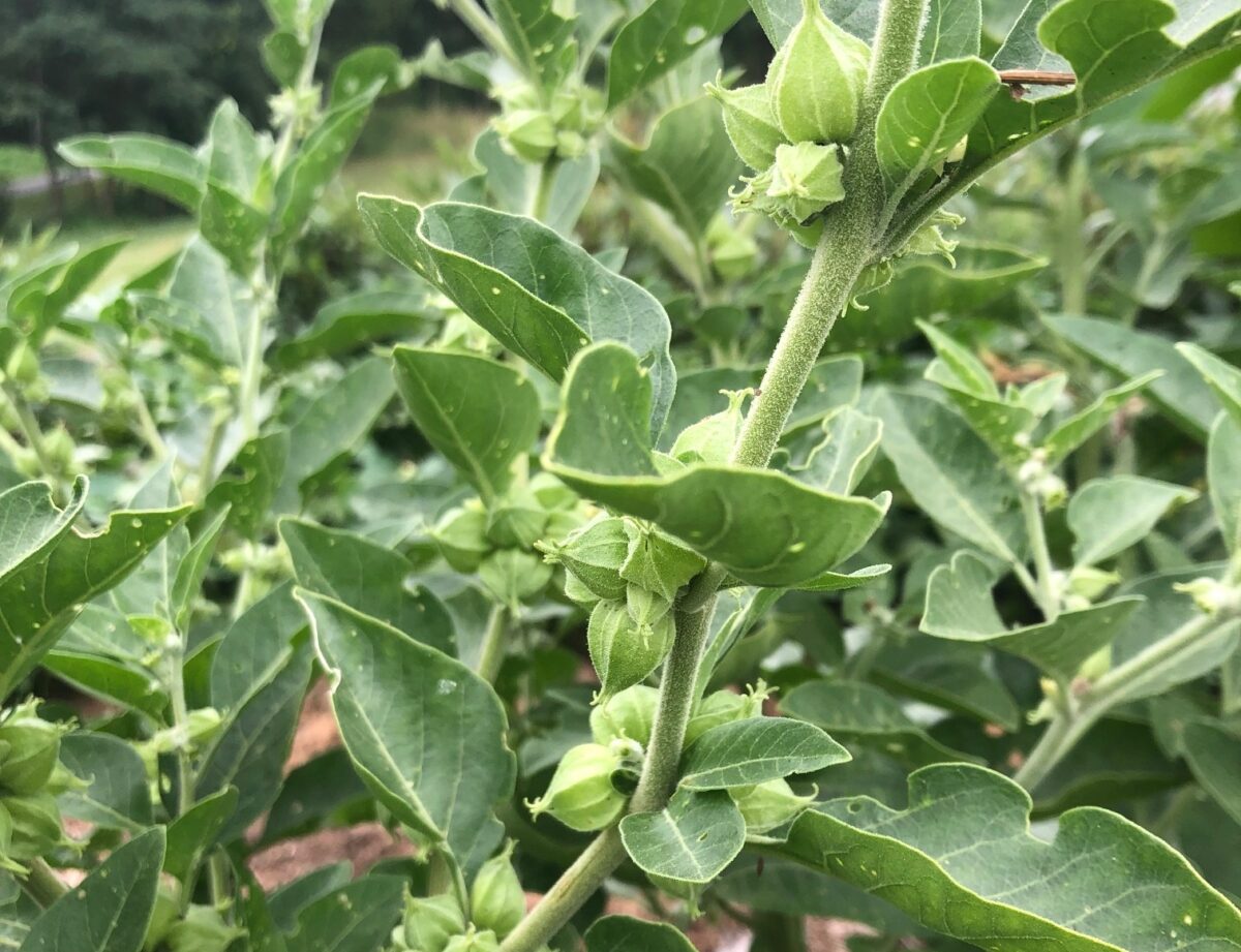 Understanding Ashwagandha - ‘King of Ayurvedic herbs’