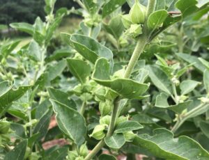 Understanding Ashwagandha - ‘King of Ayurvedic herbs’