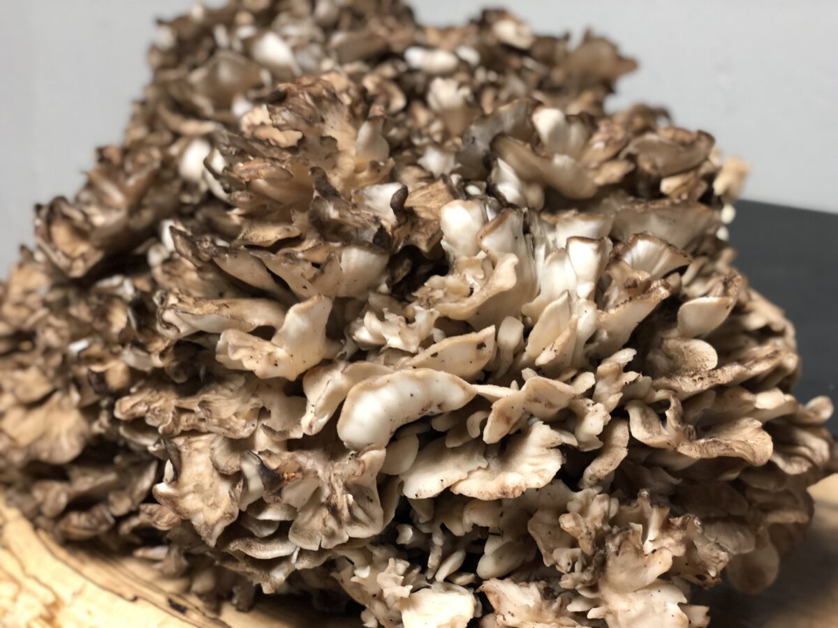 Can you eat Maitake Mushrooms daily?
