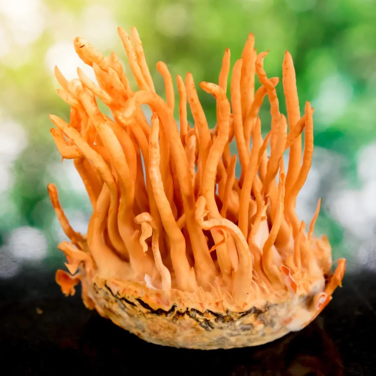 Adaptogenic Mushrooms