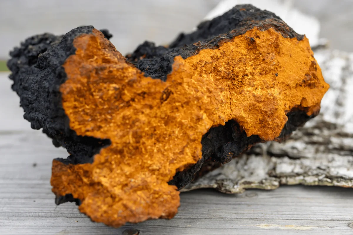 Healing with Functional Mushrooms