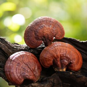 Functional mushrooms as health supplements - a complete guide