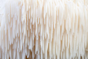How Can Lion's Mane Help Your Pets Health?