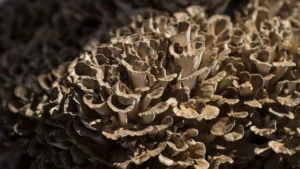Unlock the power of functional mushrooms: Natural wellness from the heart of BC