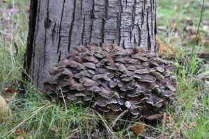 Why Daily Mushroom Supplementation is Beneficial For Your Health