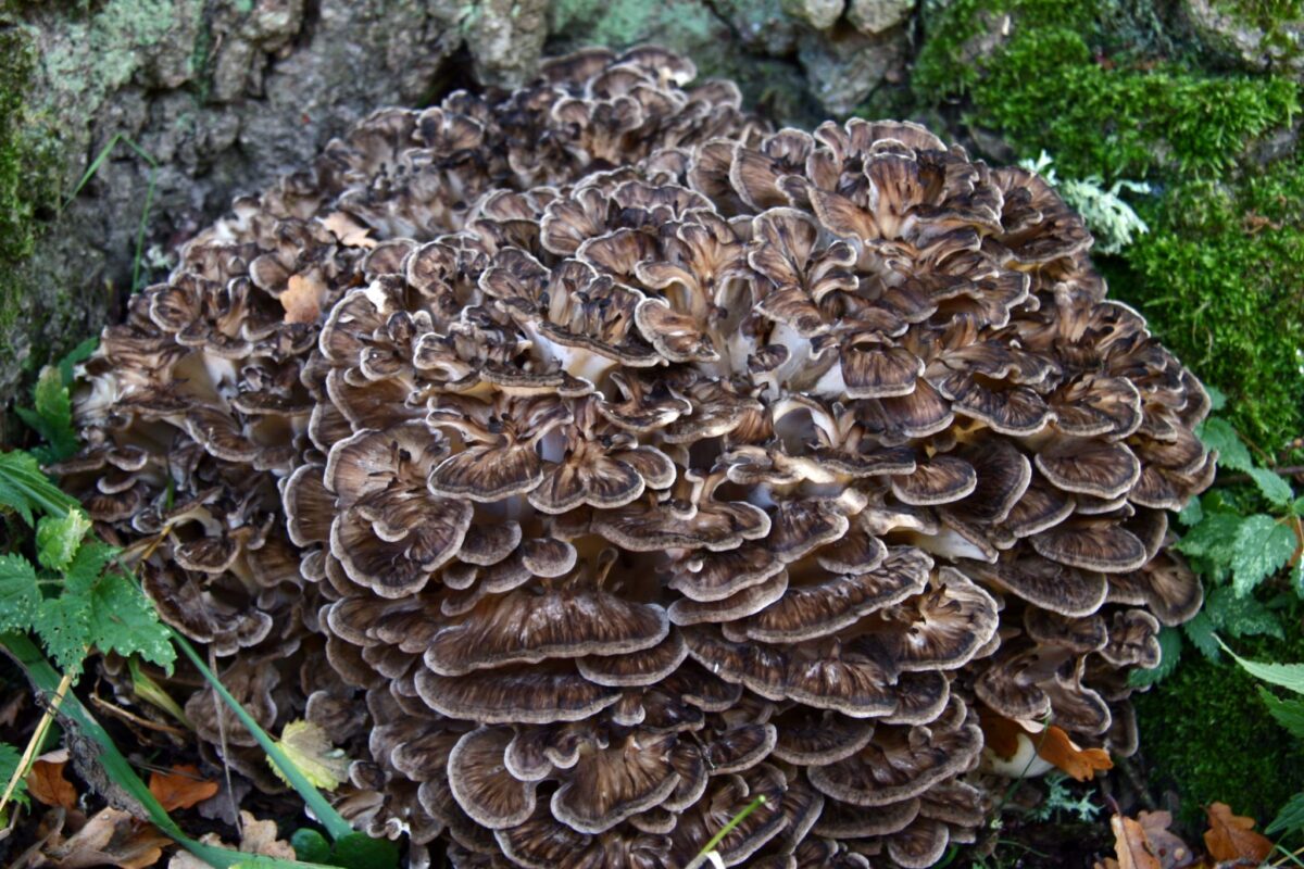 Is Maitake the Secret to Better Immune Function?