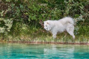 Which Mushroom is Best for Your Pets Health