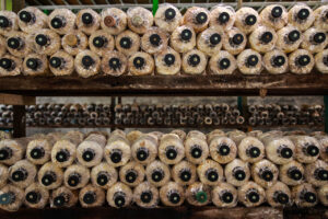 How Functional Mushroom Farming Is Sustainable