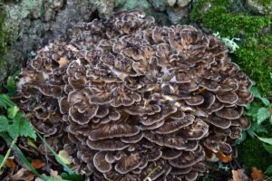 Recent Studies on Mushroom Supplementation