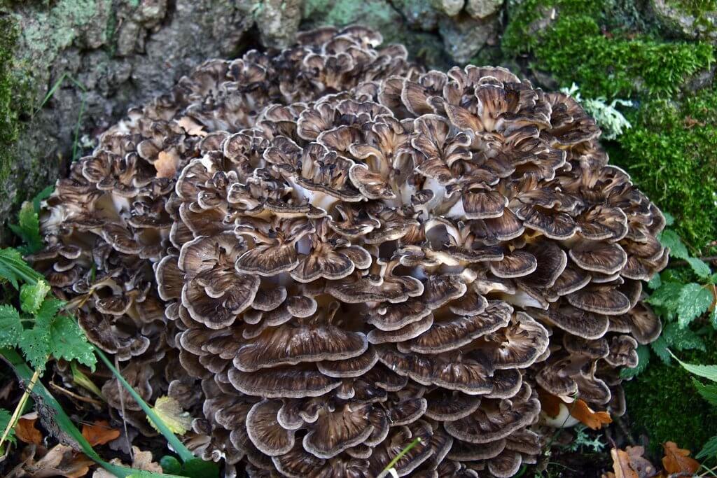 Recent Studies on Mushroom Supplementation