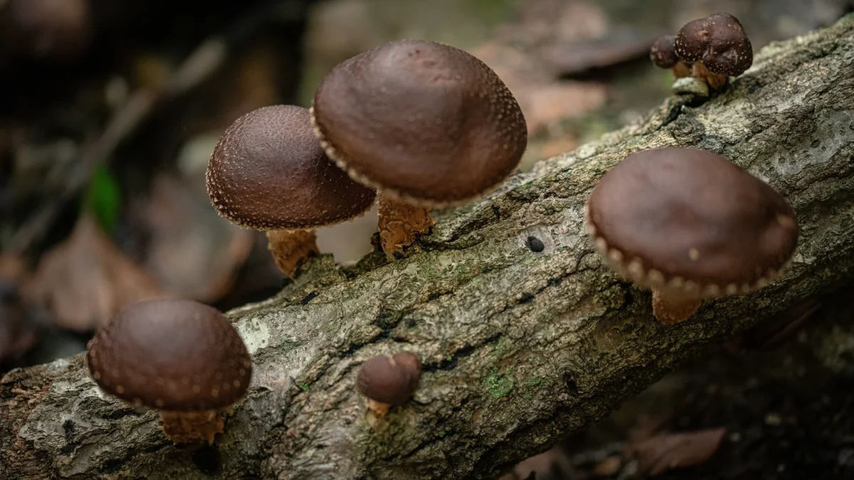 The Proper Dosage for Functional Mushrooms