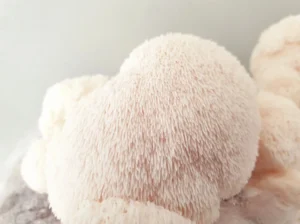 Our Top Tips for When You Start Taking Functional Mushrooms