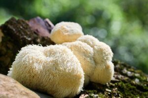 What Makes Our Mushroom Blends Different from the Rest
