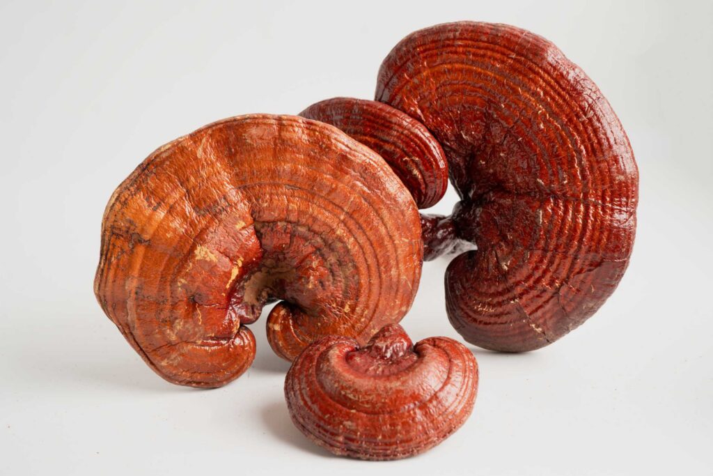 Research on Reishi