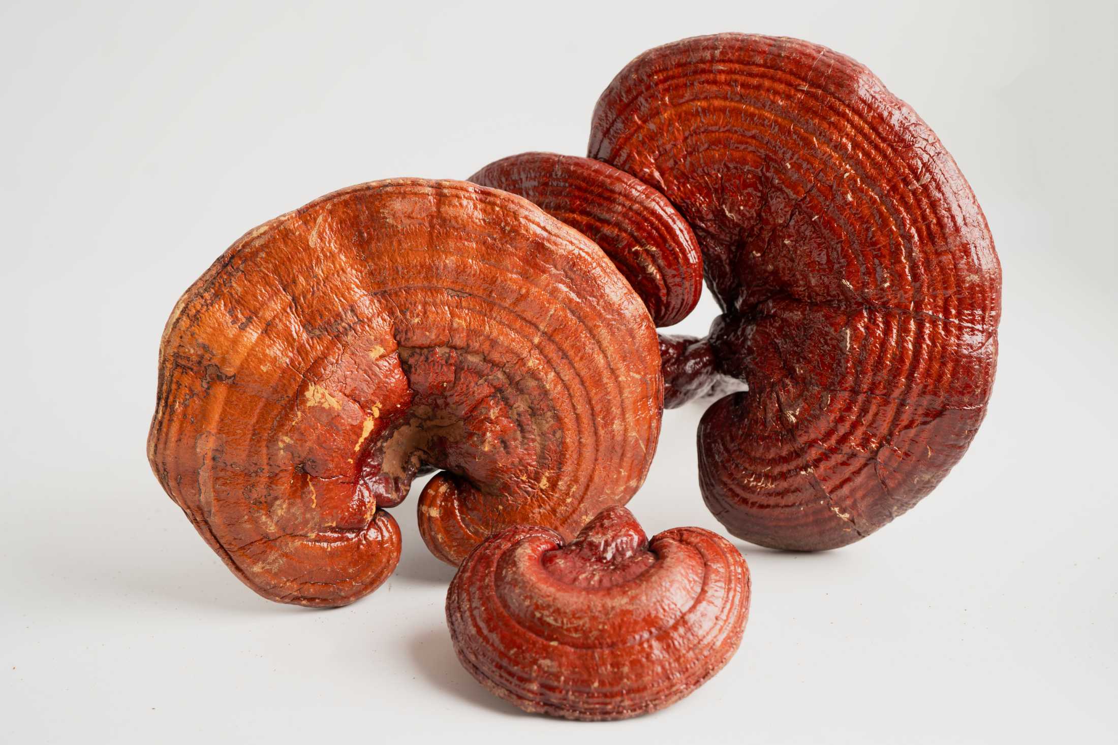 Research on Reishi