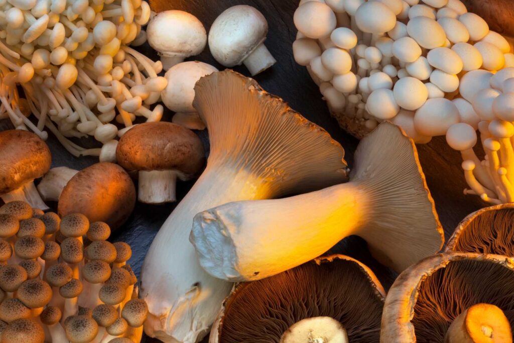 Meet the Mushrooms - A Guide to Functional Varieties