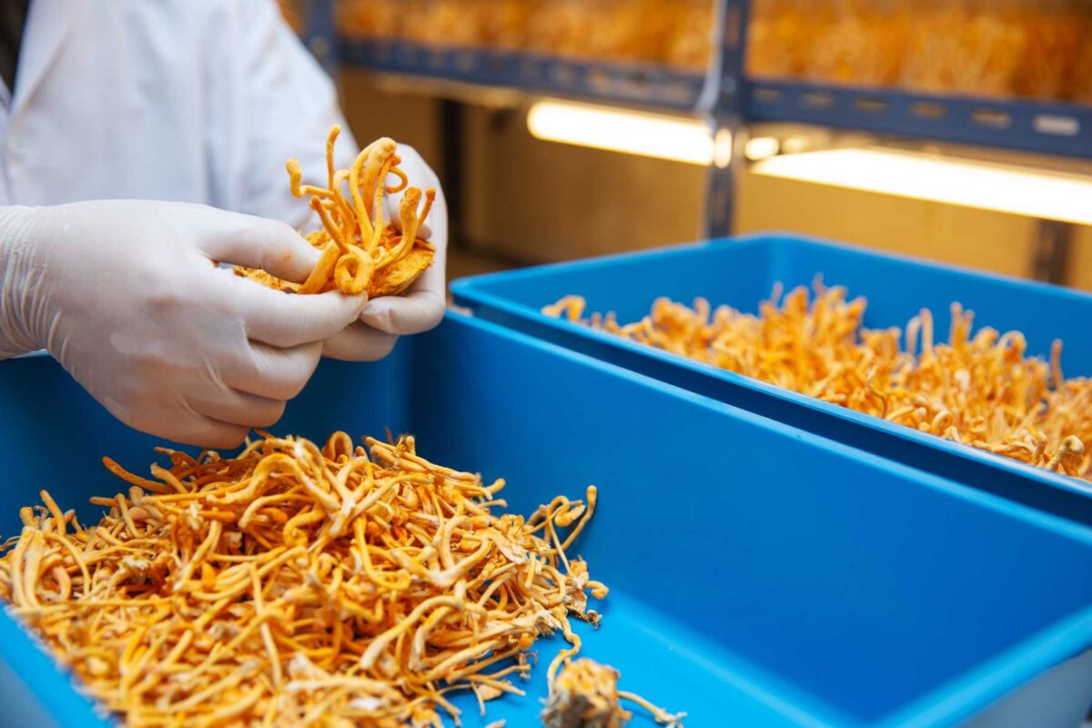 Cordyceps & Antioxidant Defense