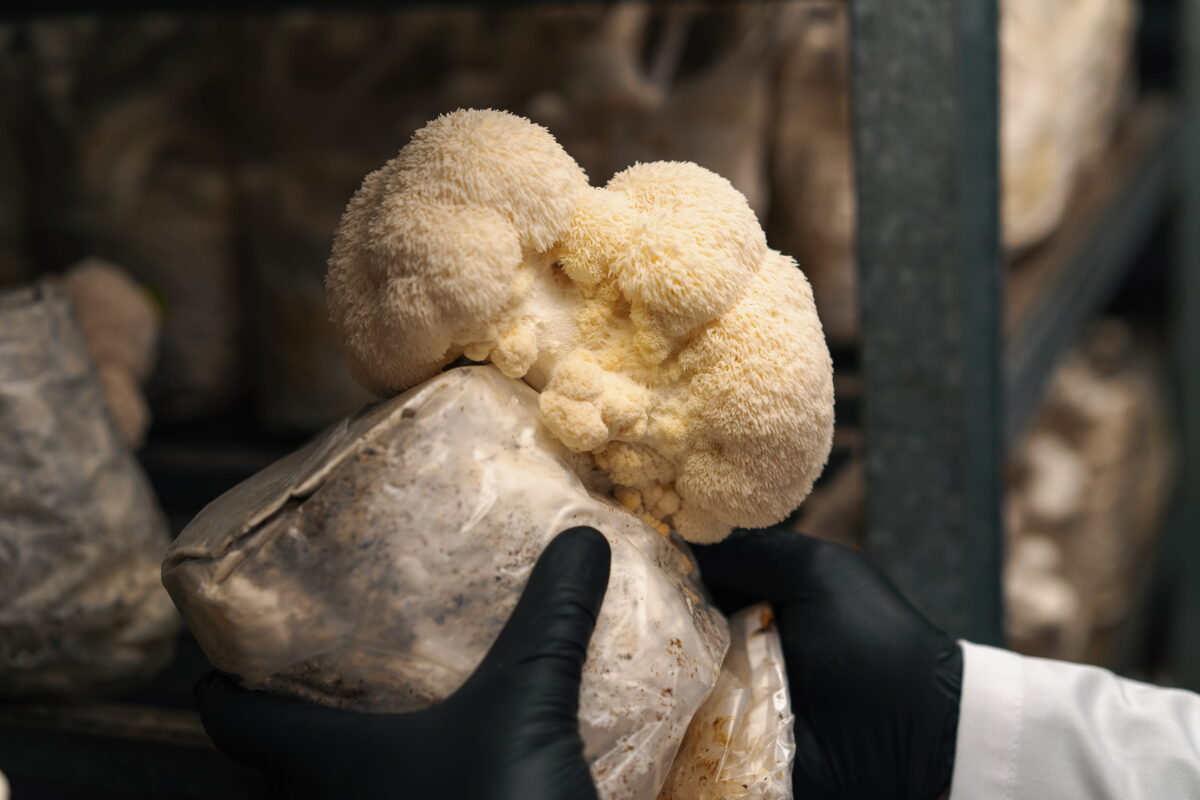 A Beginner's Guide to Lions Mane